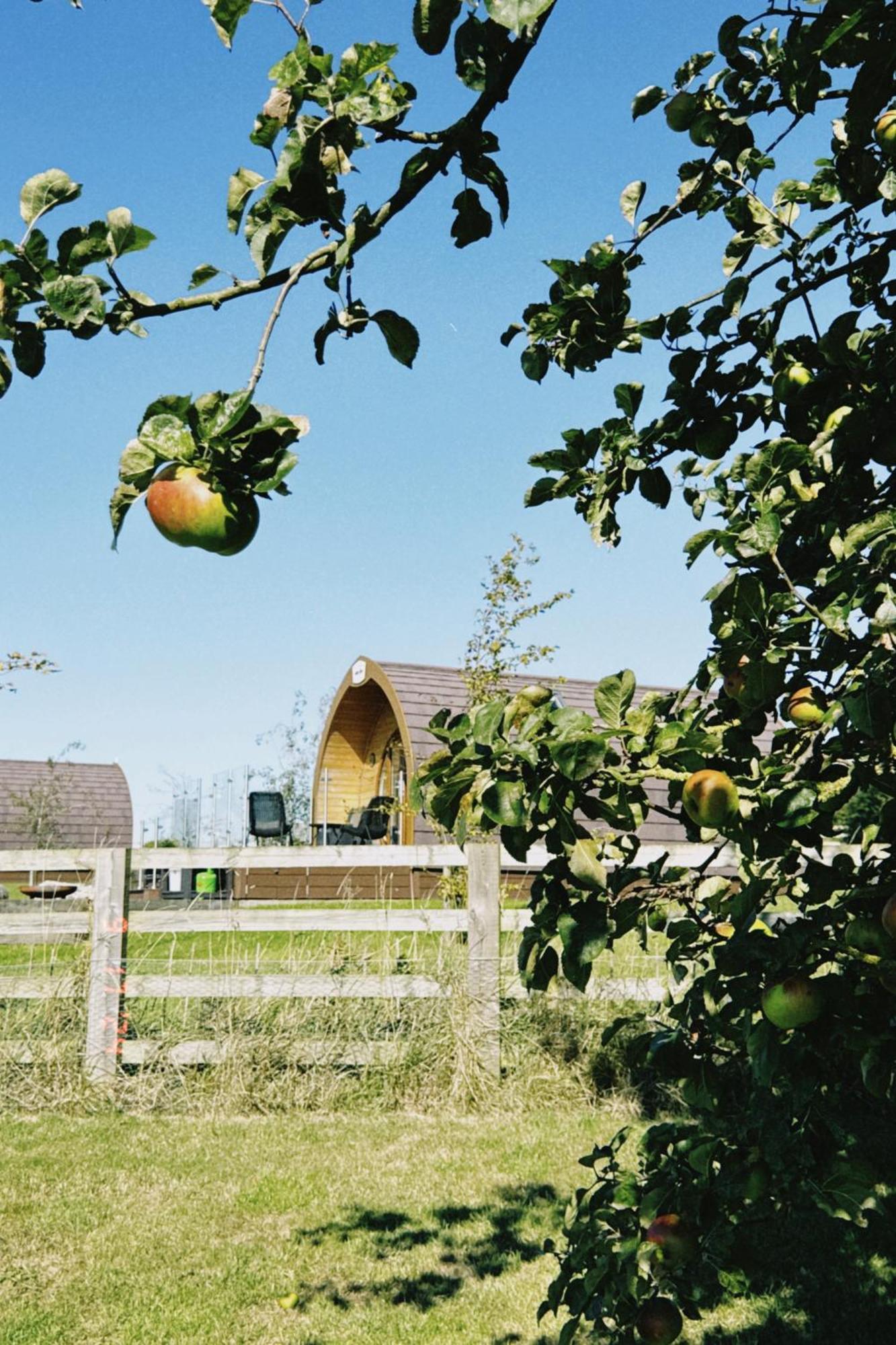 Mingle Dale- Bugthorpe Grange Glamping Villa Stamford Bridge Exteriör bild